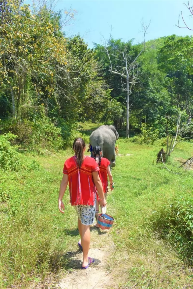 Half Day Elephants care by Kerchor