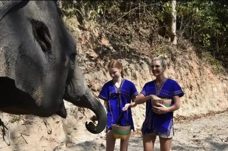 Half Day Elephants care by Kerchor
