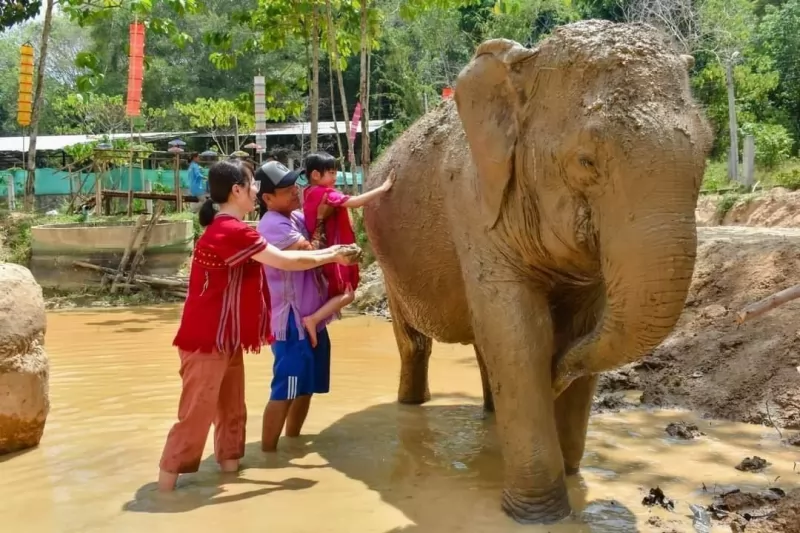 Half Day Elephants care by Kerchor