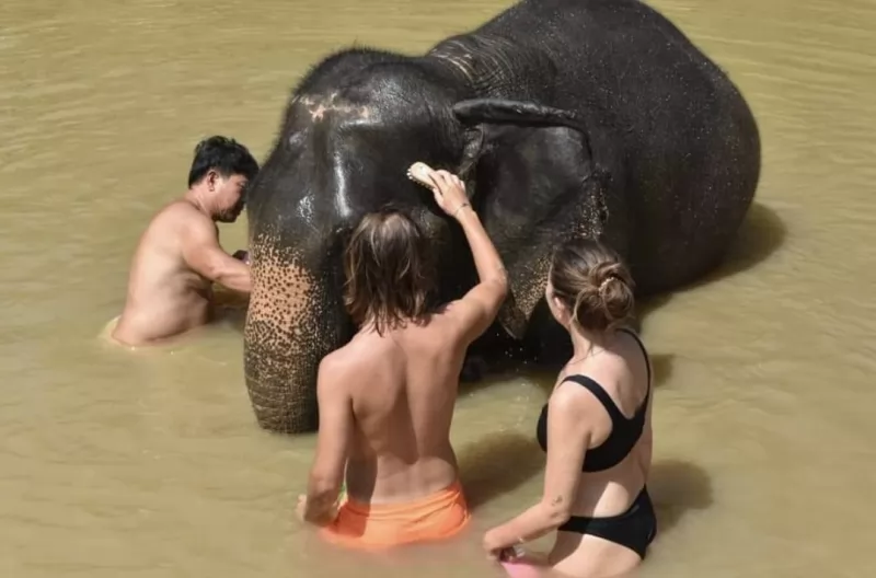 Half Day Elephants care by Kerchor